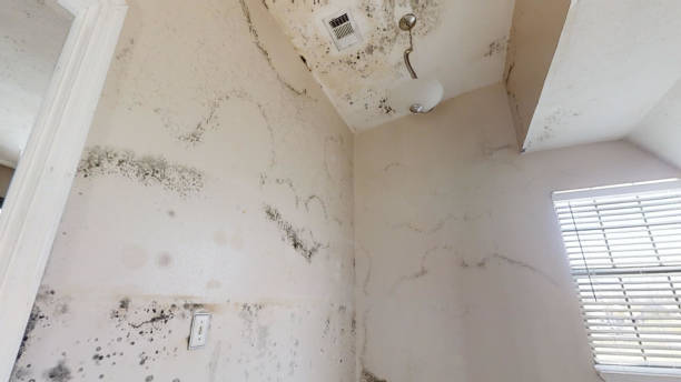 Best Mold Documentation for Insurance Claims  in Mobridge, SD