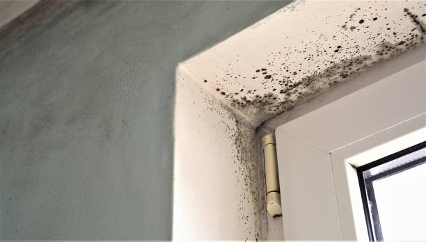 Best Basement Mold Removal  in Mobridge, SD