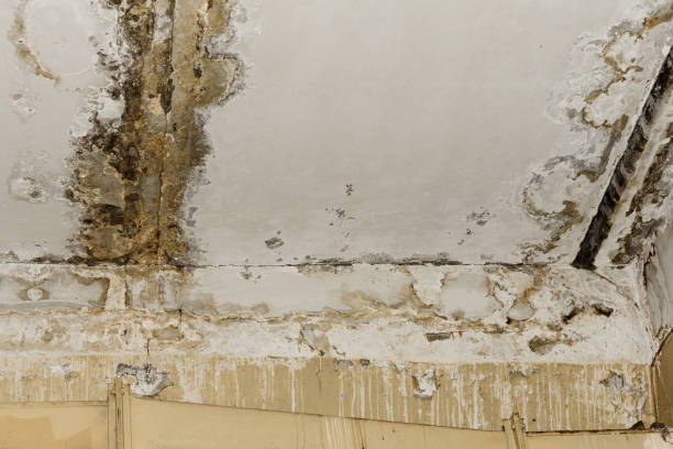 Best Air Quality Testing for Mold Spores  in Mobridge, SD