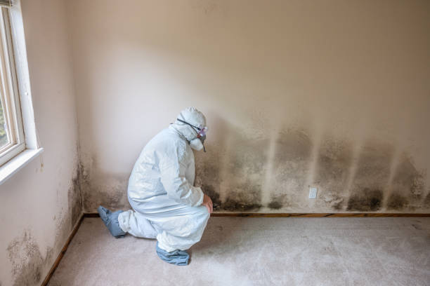 Best Commercial Mold Inspection  in Mobridge, SD